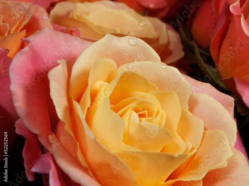 Closeup colorful roses (pink, yellow, orange).