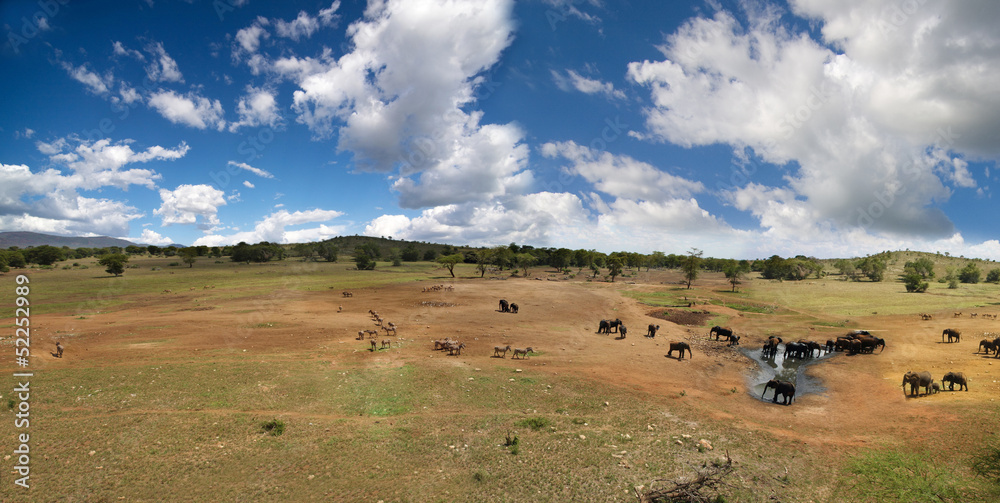 Obraz premium Safari Paradiso