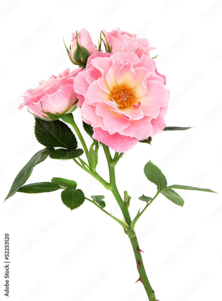 Fototapeta premium Rose Flower Beauty