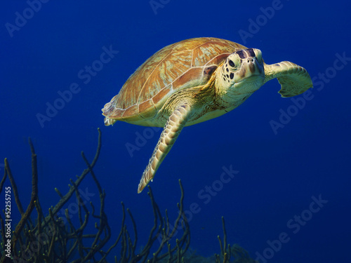 Curious Green Sea Turtle