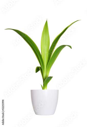 young sprout of Yucca a potted plant isolated over white