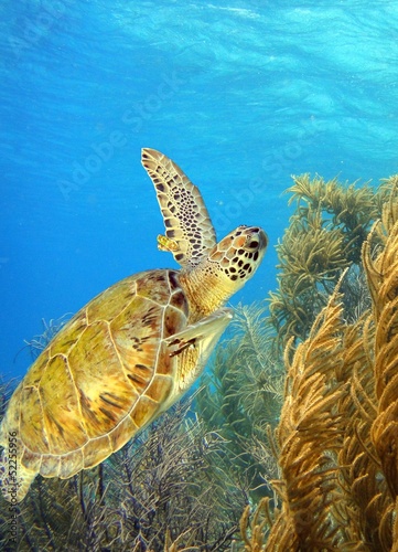 swimming green sea turtle #52255956