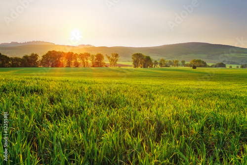 Green wheat field