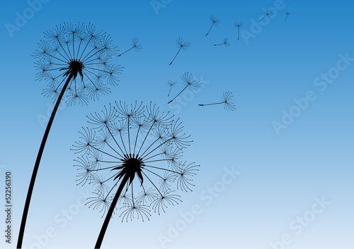 vector dandelion with flying seeds