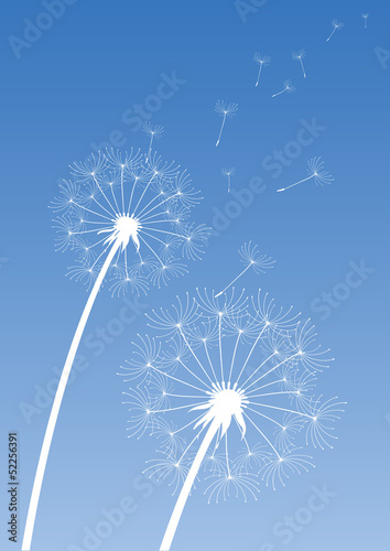 vector dandelion