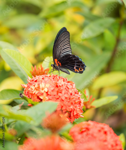 Great Mormon butterfly photo