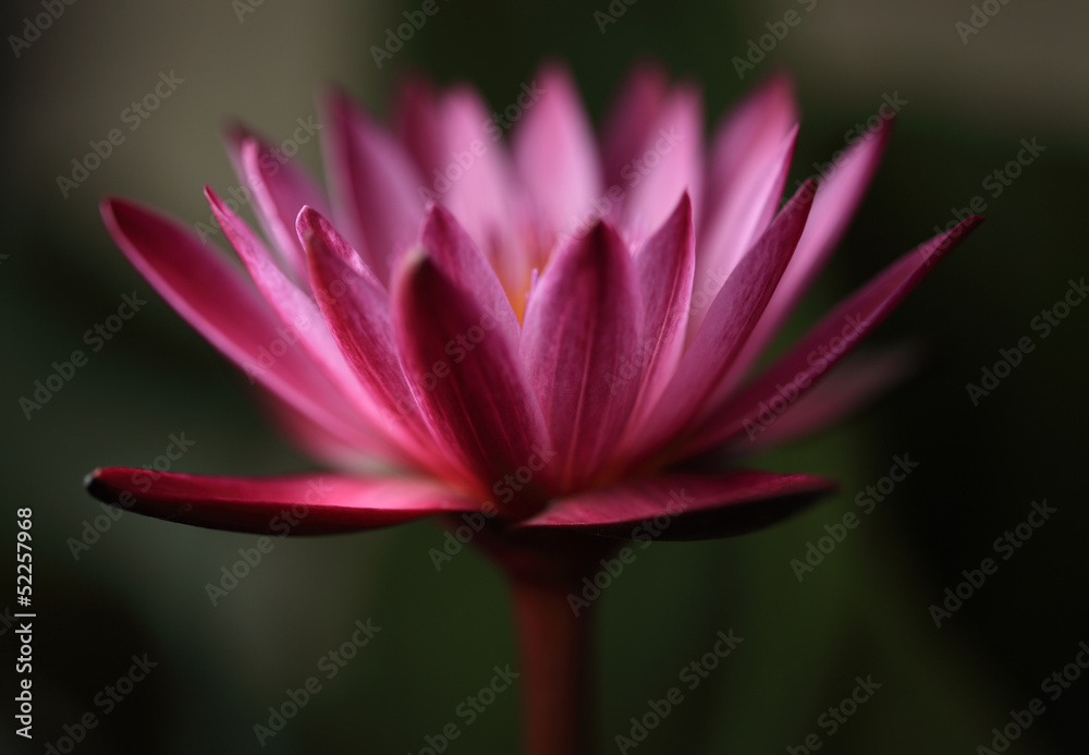 SIngle lotus
