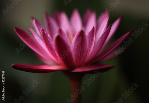 SIngle lotus