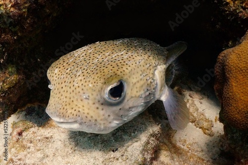 puffer fish