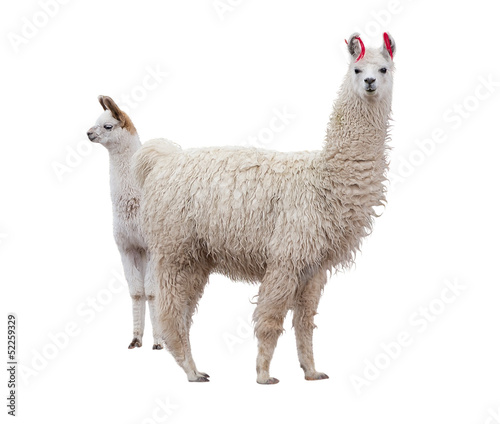 Female llama with a baby