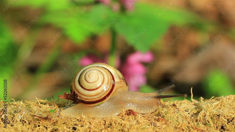 Way of a snail. Time lapse Way of a snail. Time lapse