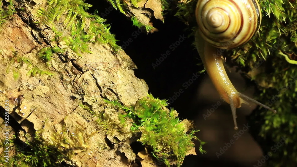 Snail on tree bark.