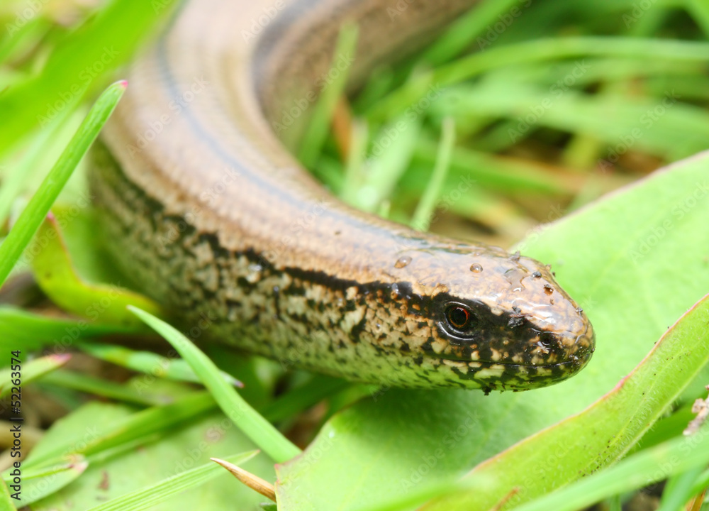 The Slow Worm or Blind Worm (Anguis fragilis). The Slow Worm or Blind Worm (Anguis fragilis).
