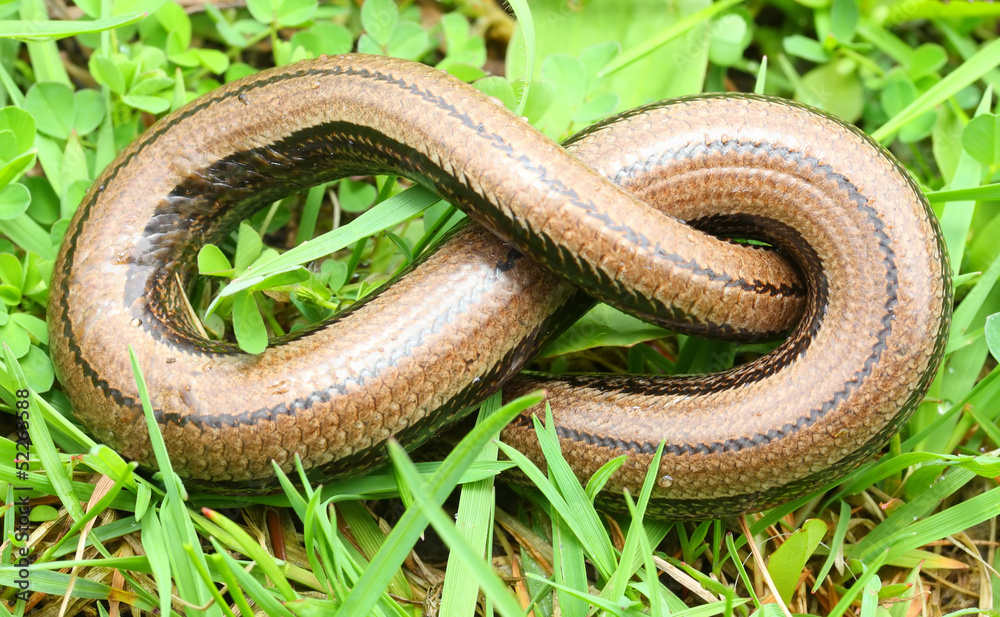 Obraz premium The Slow Worm or Blind Worm (Anguis fragilis).