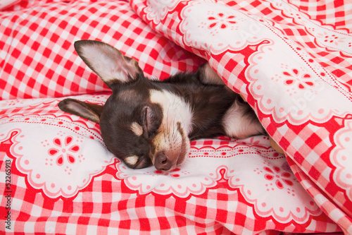 sleeping Chihuahua