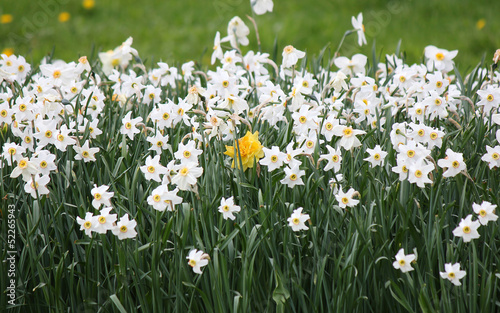 single yellow tulip among white daffodils
