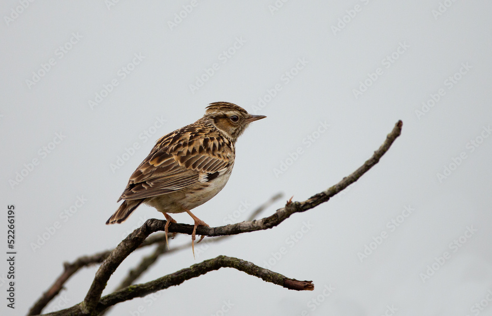 Fototapeta premium Wood lark on a twig