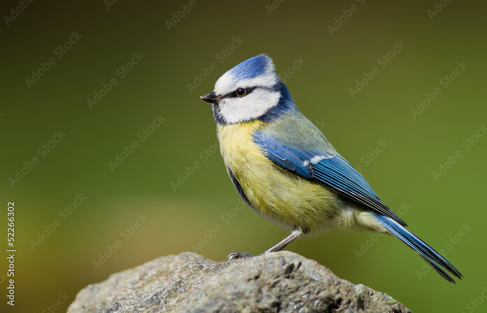 Fototapeta premium Blue Tit