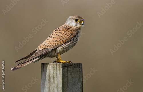 European common Kestrel photo