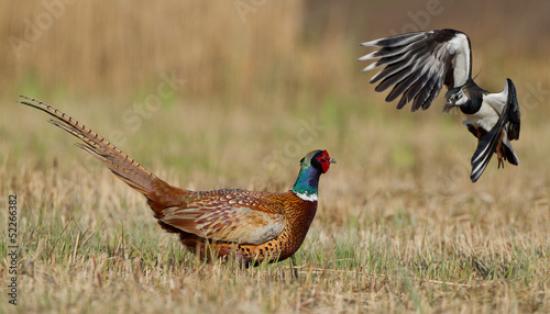 Pheasant is attacked by a lapwing