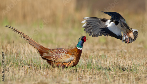 Pheasant is attacked by a lapwing photo
