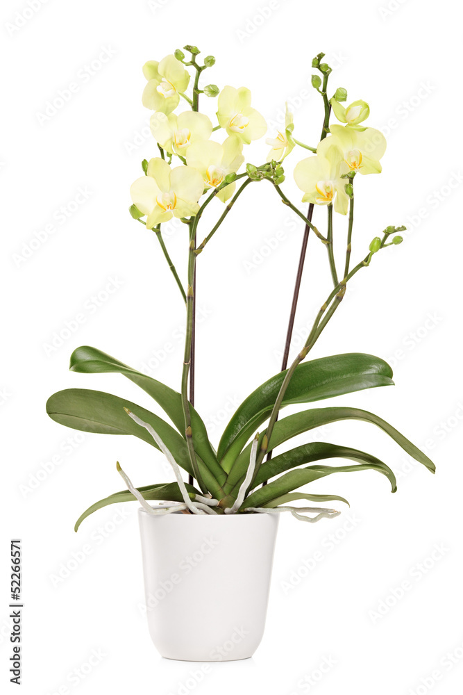 Yellow orchid in a white pot with many flowers