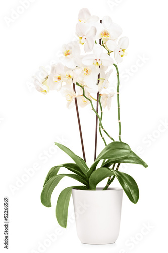 White orchid in a white pot with many flowers