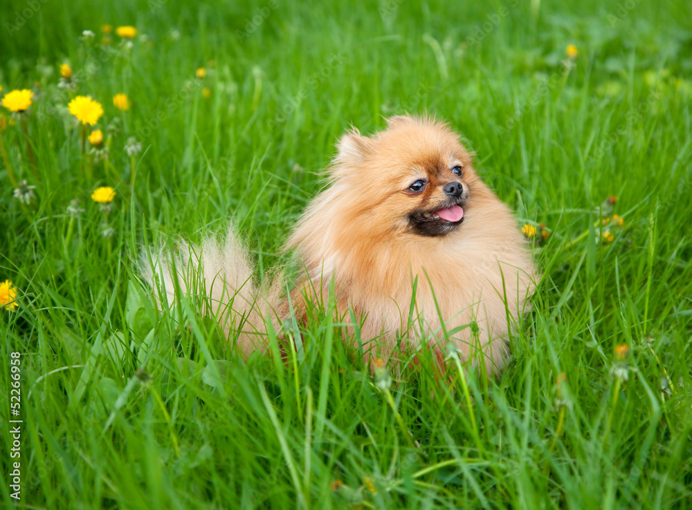 cute Pomeranian dog sitting in the green grass cute Pomeranian dog sitting in the green grass