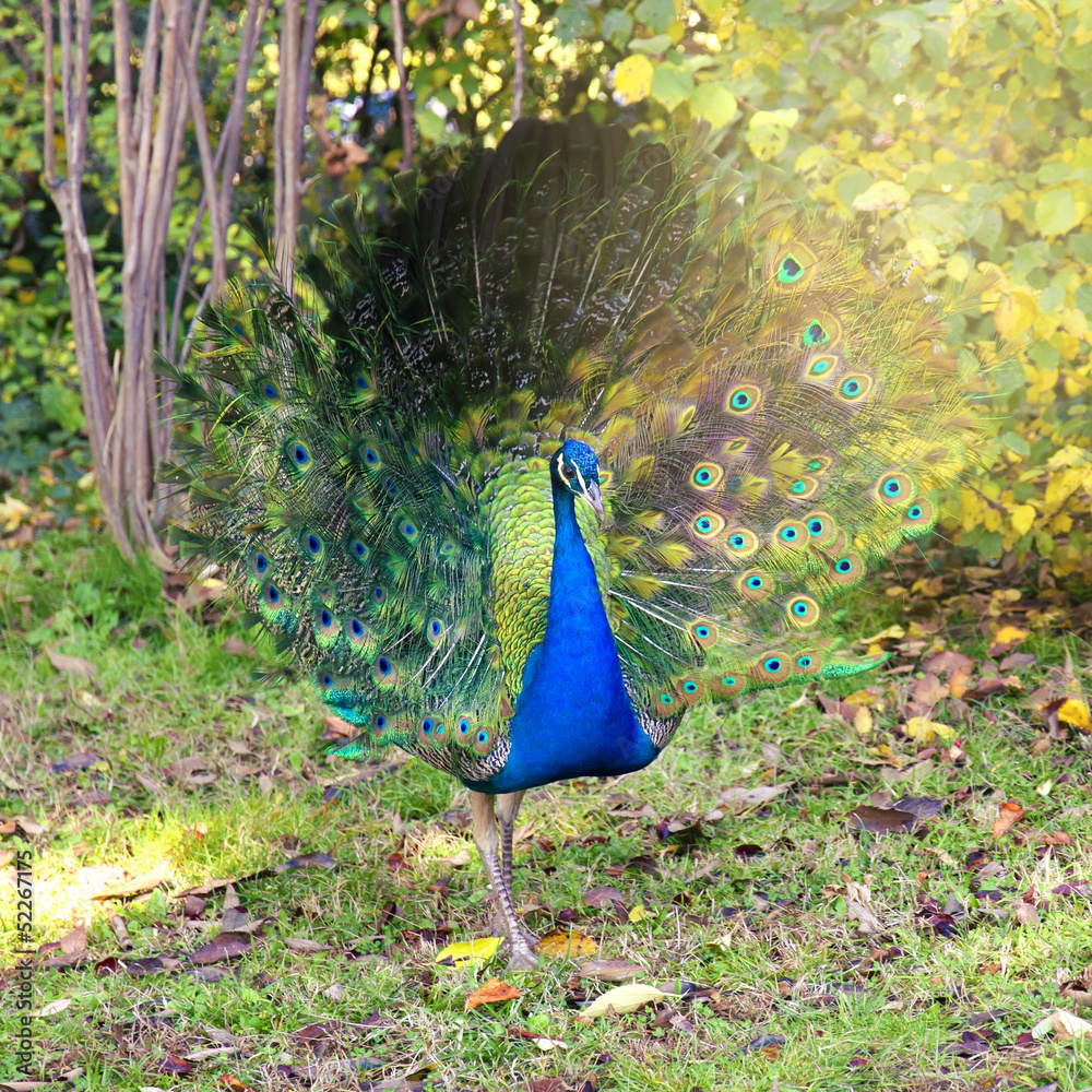 Fototapeta premium Portrait of peacock