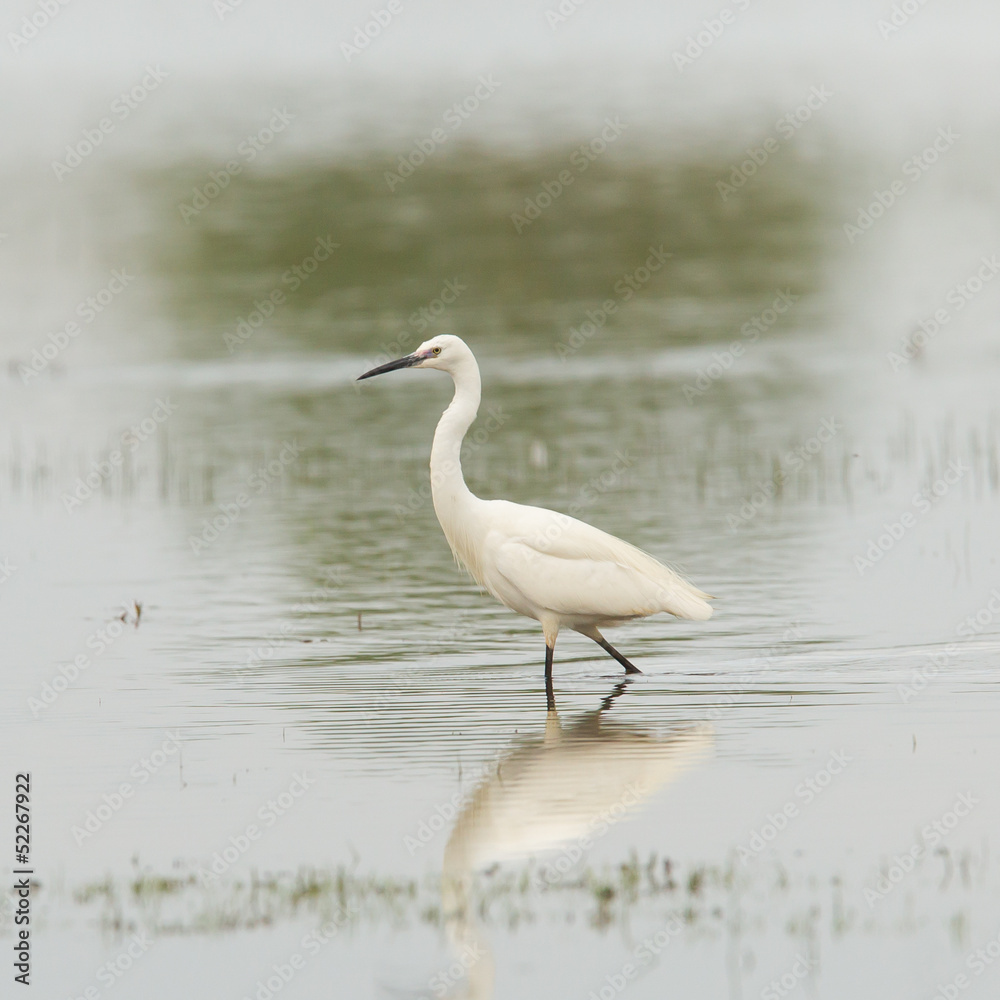 Egretta garzetta or small white heron Egretta garzetta or small white heron