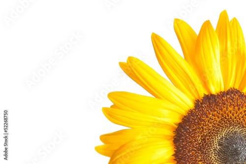 detail of sunflower