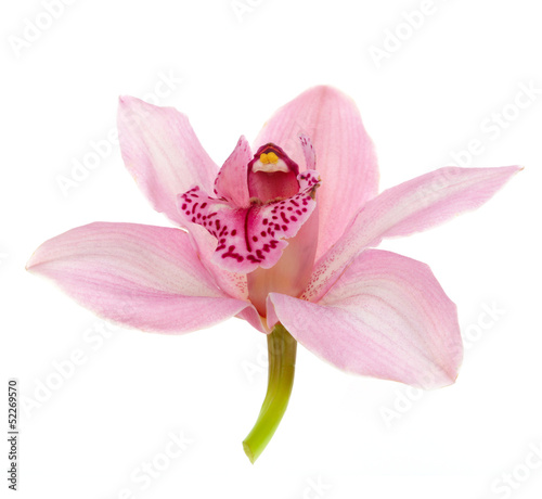 Fototapeta Naklejka Na Ścianę i Meble -  pink orchid isolated on white background