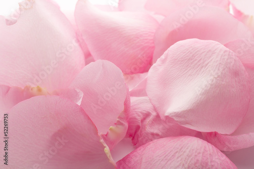 Wallpaper Mural Petals rose. Torontodigital.ca