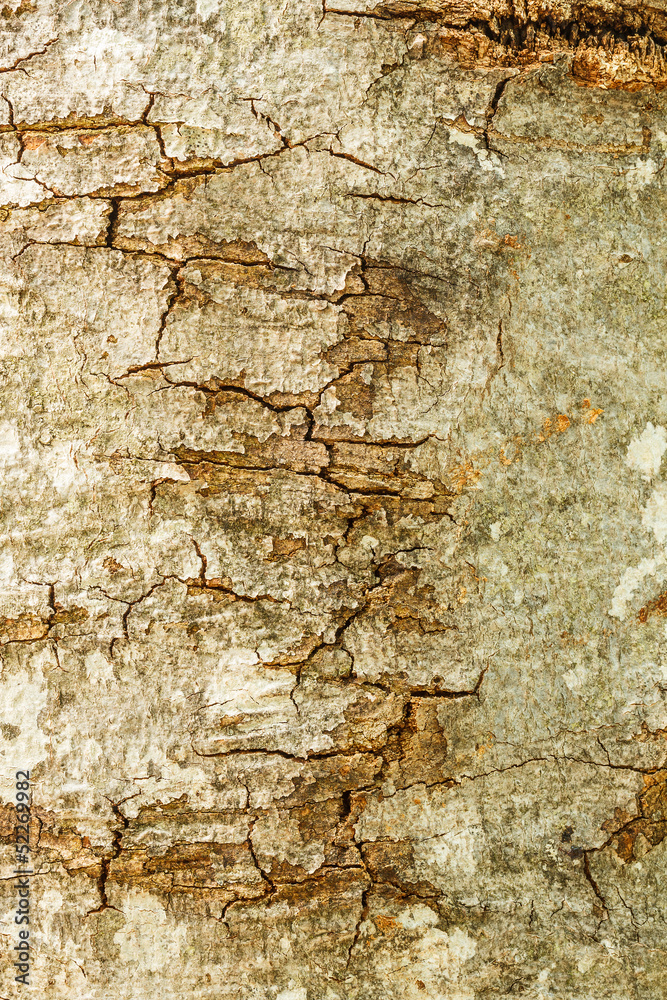 Tree bark texture Tree bark texture
