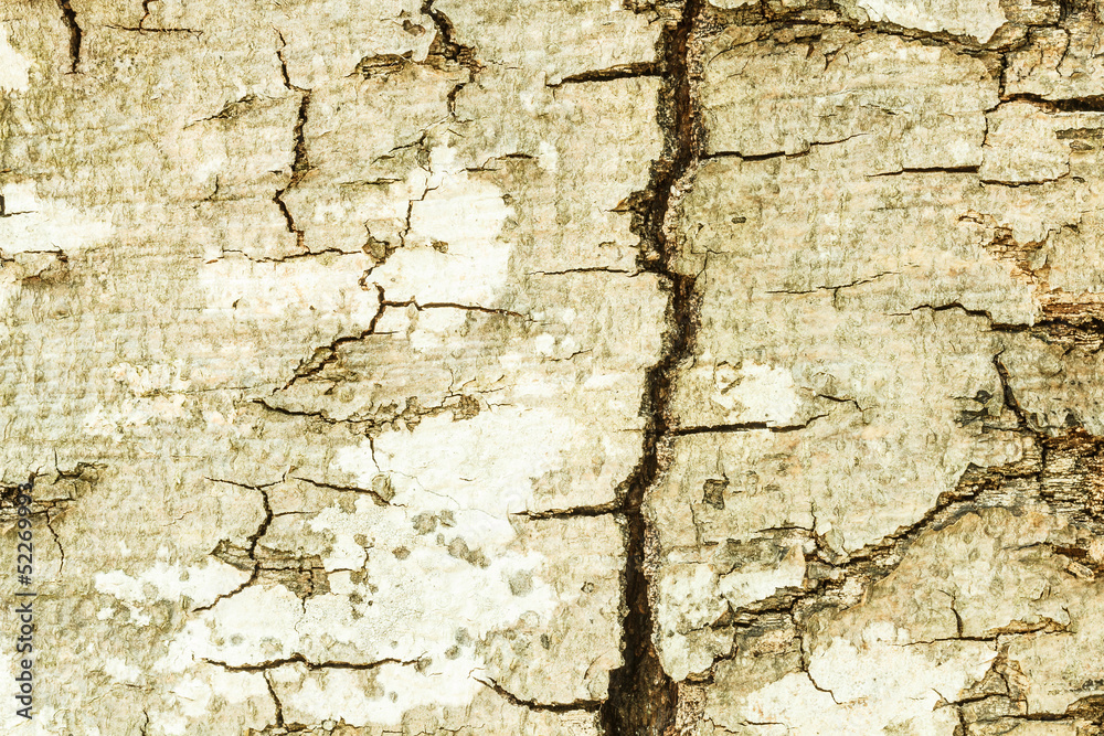 Fototapeta premium Texture of birch bark