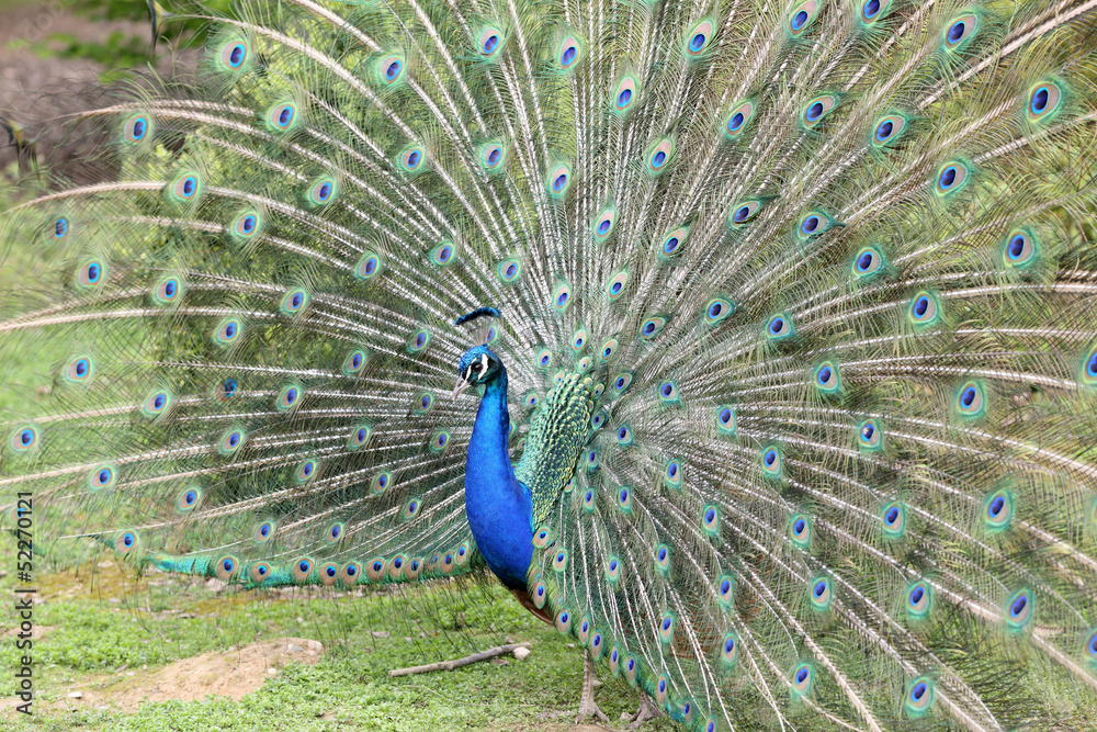 Obraz premium Indian Peafowl, pavo cristatus