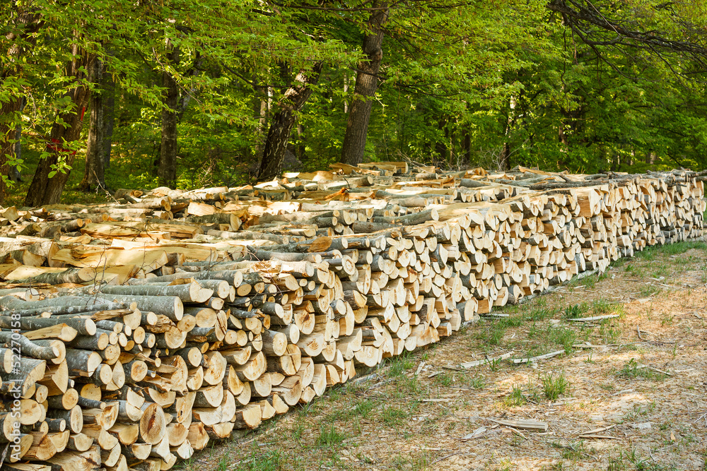 Felled tree