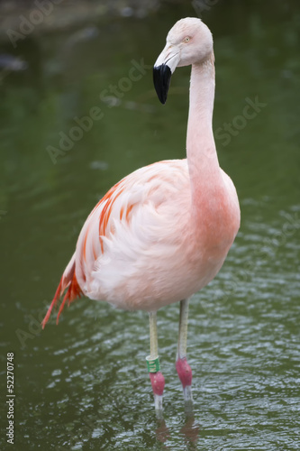 A lone Flamingo In Waters Edge