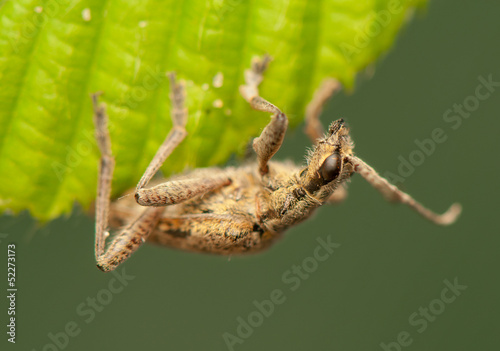 Rhagium inquisitor photo