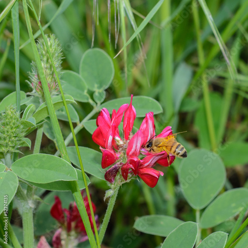 honey bee feeding on sulla flower