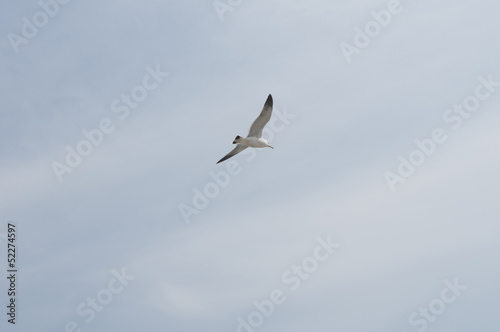 seagull, against, the sky