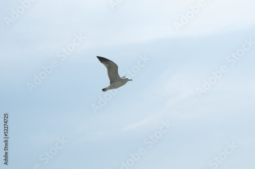 seagull  against  the sky
