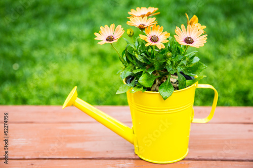 Astra African Daisy's