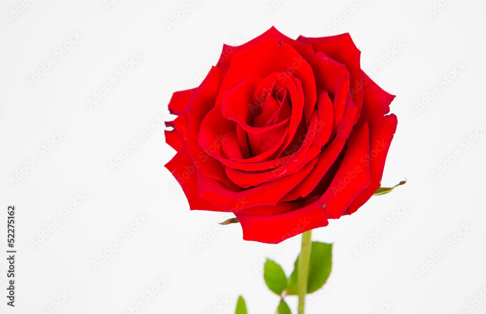 Portrait of a Rose Portrait of a Rose