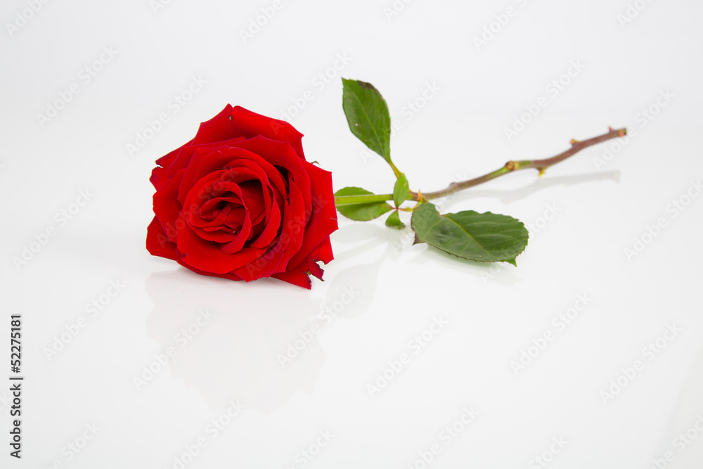 Fototapeta premium Portrait of a Rose