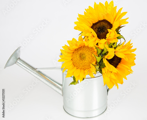 Fototapeta Naklejka Na Ścianę i Meble -  Sunflowers