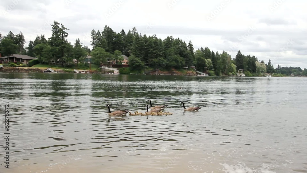 Canada Geese and Goslings along Willamette River Spring Season