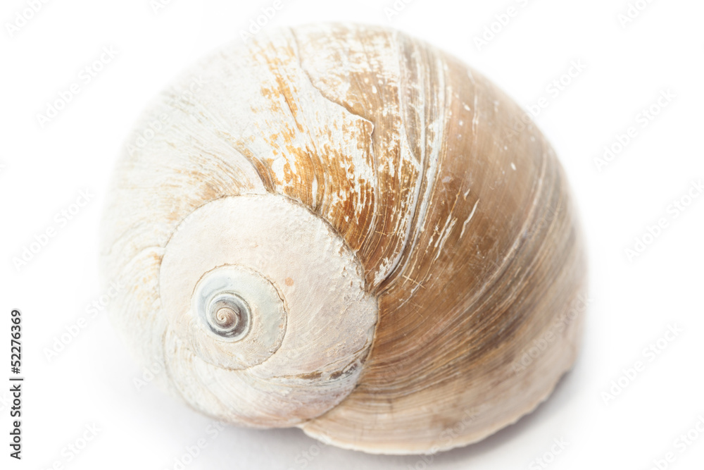 Seashell on a white background. Close-up.