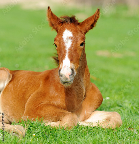 Horse on a meadow