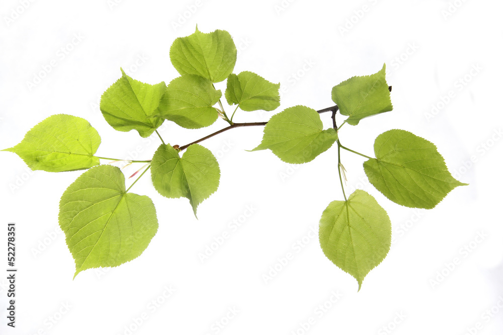 Green leaf isolated background Green leaf isolated background